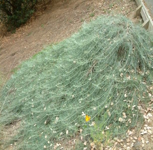 California Native Ground Covers